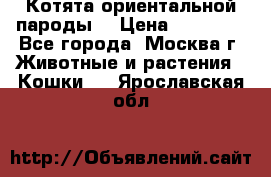 Котята ориентальной пароды  › Цена ­ 12 000 - Все города, Москва г. Животные и растения » Кошки   . Ярославская обл.